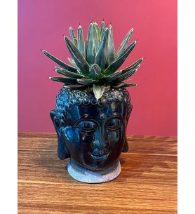 Buda heykel terrarium